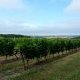 Vignoble